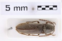 Foto (Dorsalansicht) von Melanotus pekarovici (Platia & Schimmel, 2001) (NHMW-ZOO-COL-0007653)